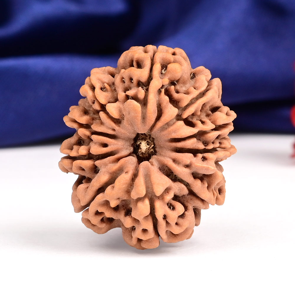 Collector 10 Mukhi from Nepal - LXXVIII