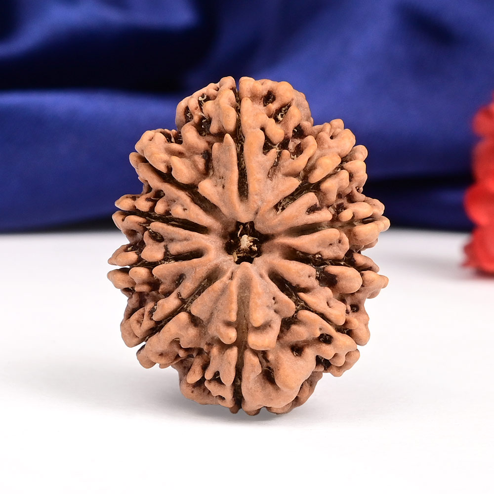 Super Collector 10 Mukhi from Nepal - LV