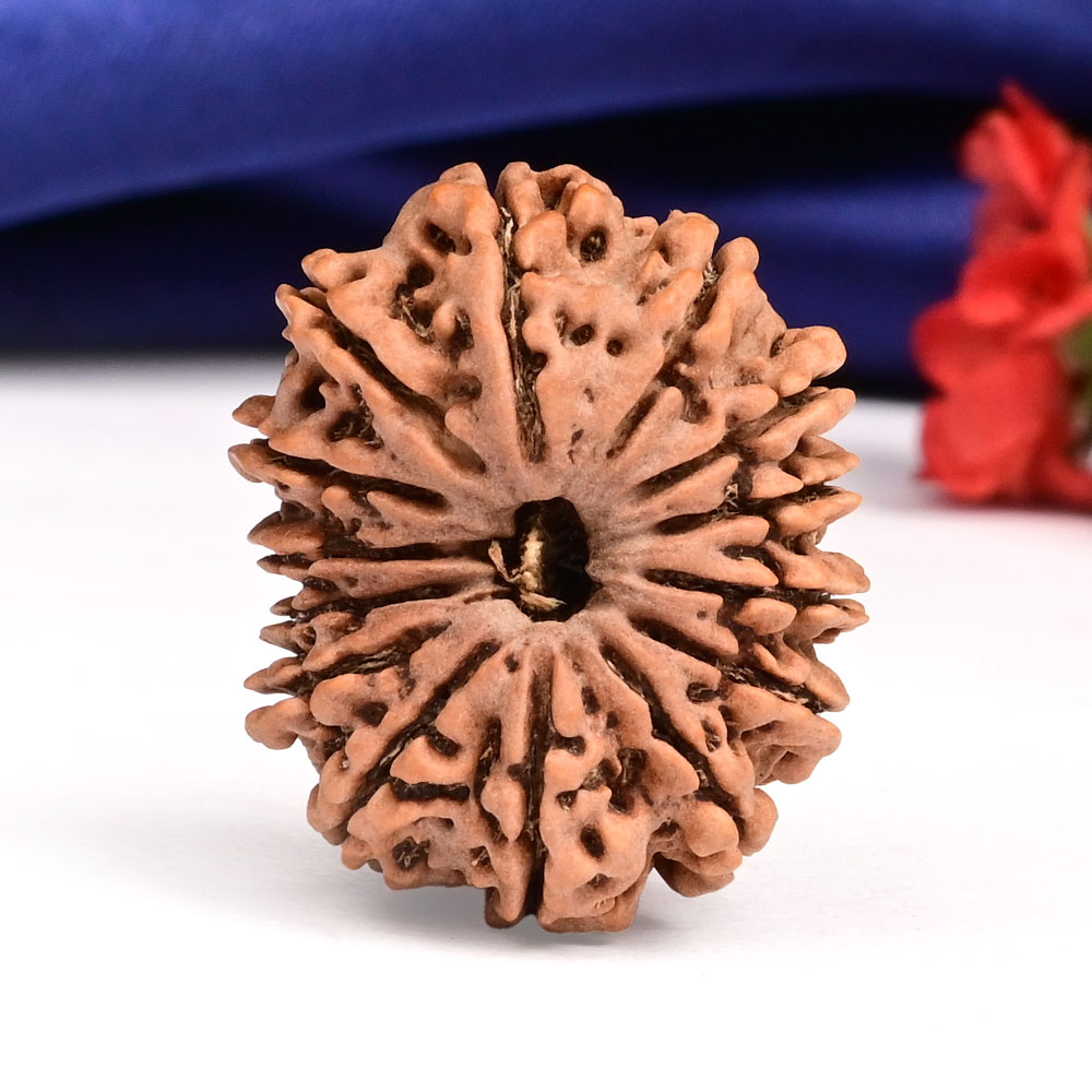 14 Mukhi from Nepal - CCXV