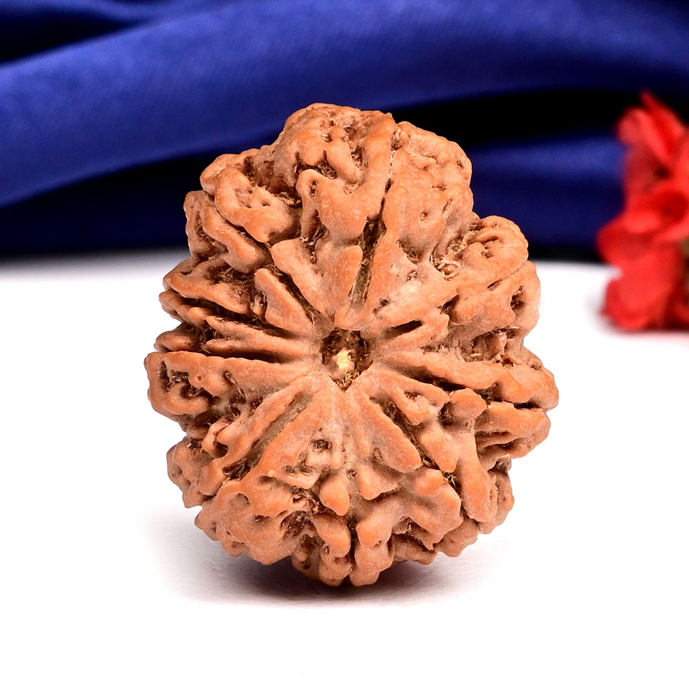 Super Collector 9 mukhi from Nepal - CXVII