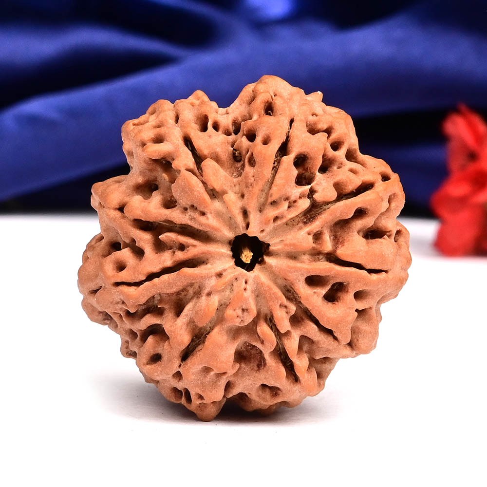 Super Collector 9 mukhi from Nepal - CXVIII