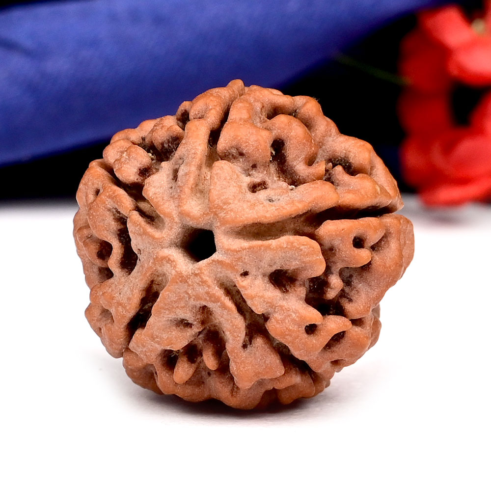 Collector 5 Mukhi from Nepal - DXV