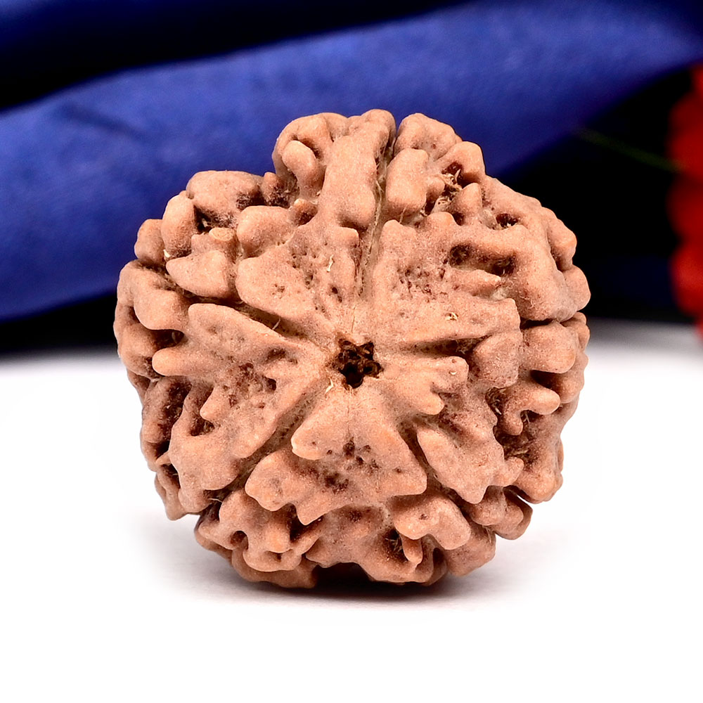 Super Collector 5 Mukhi from Nepal - DXXIII