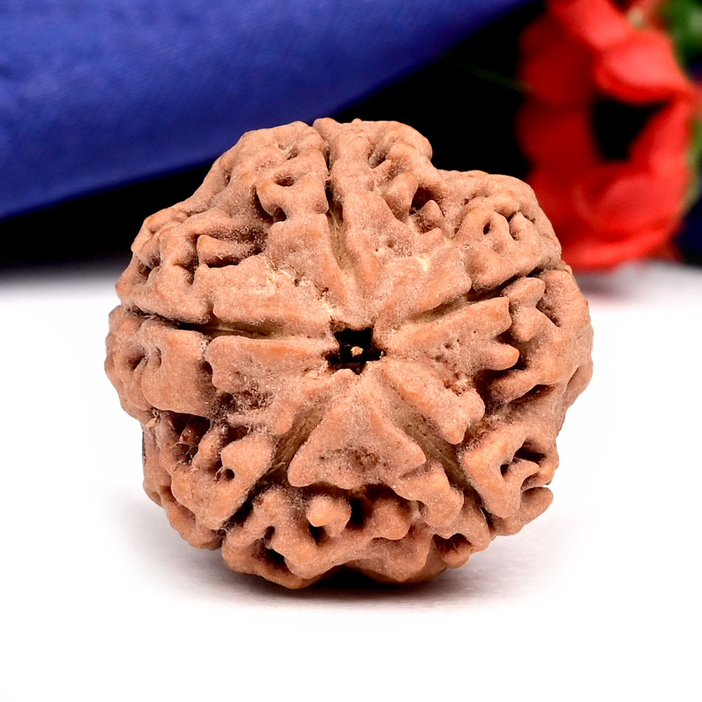 Super Collector 5 Mukhi from Nepal - DXXV