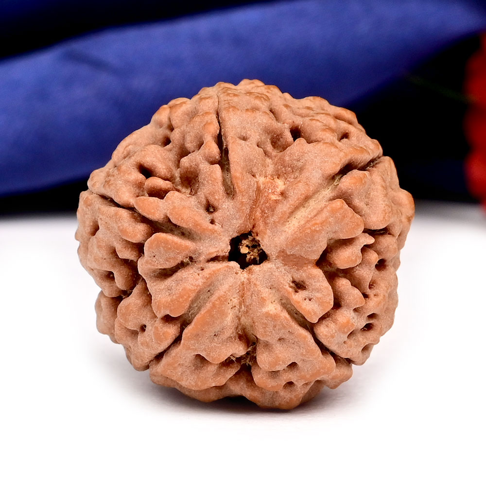 Super Collector 5 Mukhi from Nepal - DXXVIII