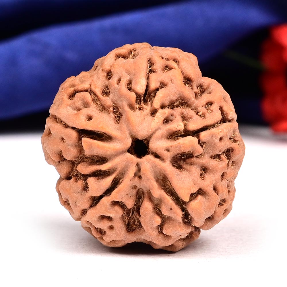 Super Collector 5 Mukhi from Nepal - DXXXII