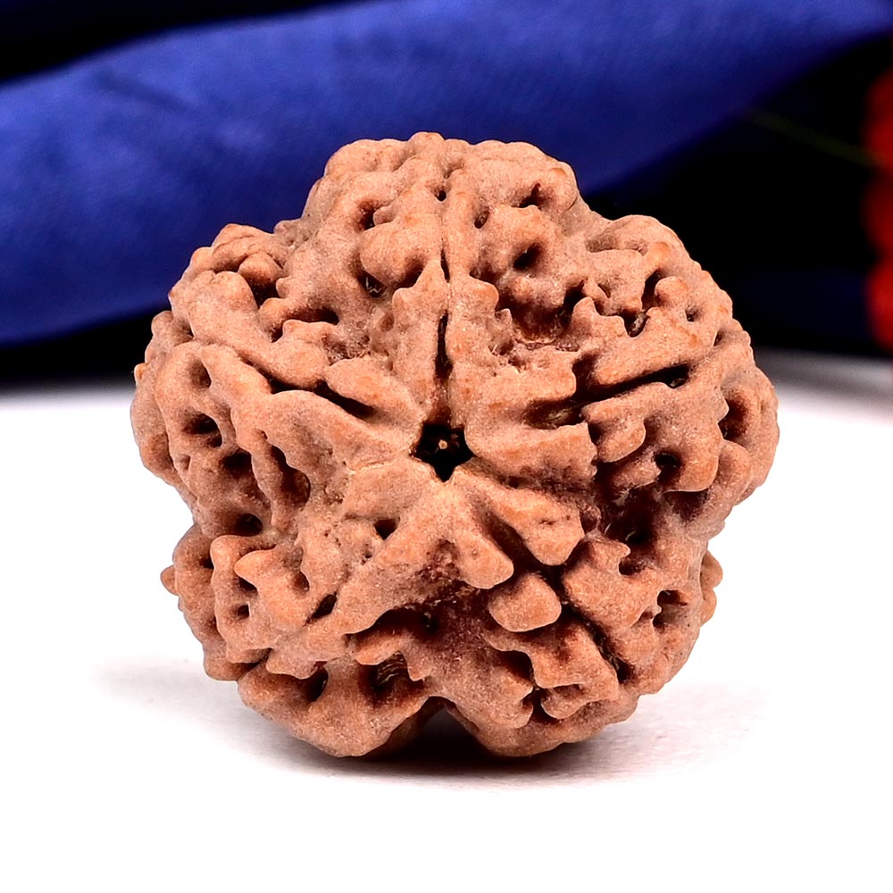Super Collector 5 Mukhi from Nepal - DXLIX