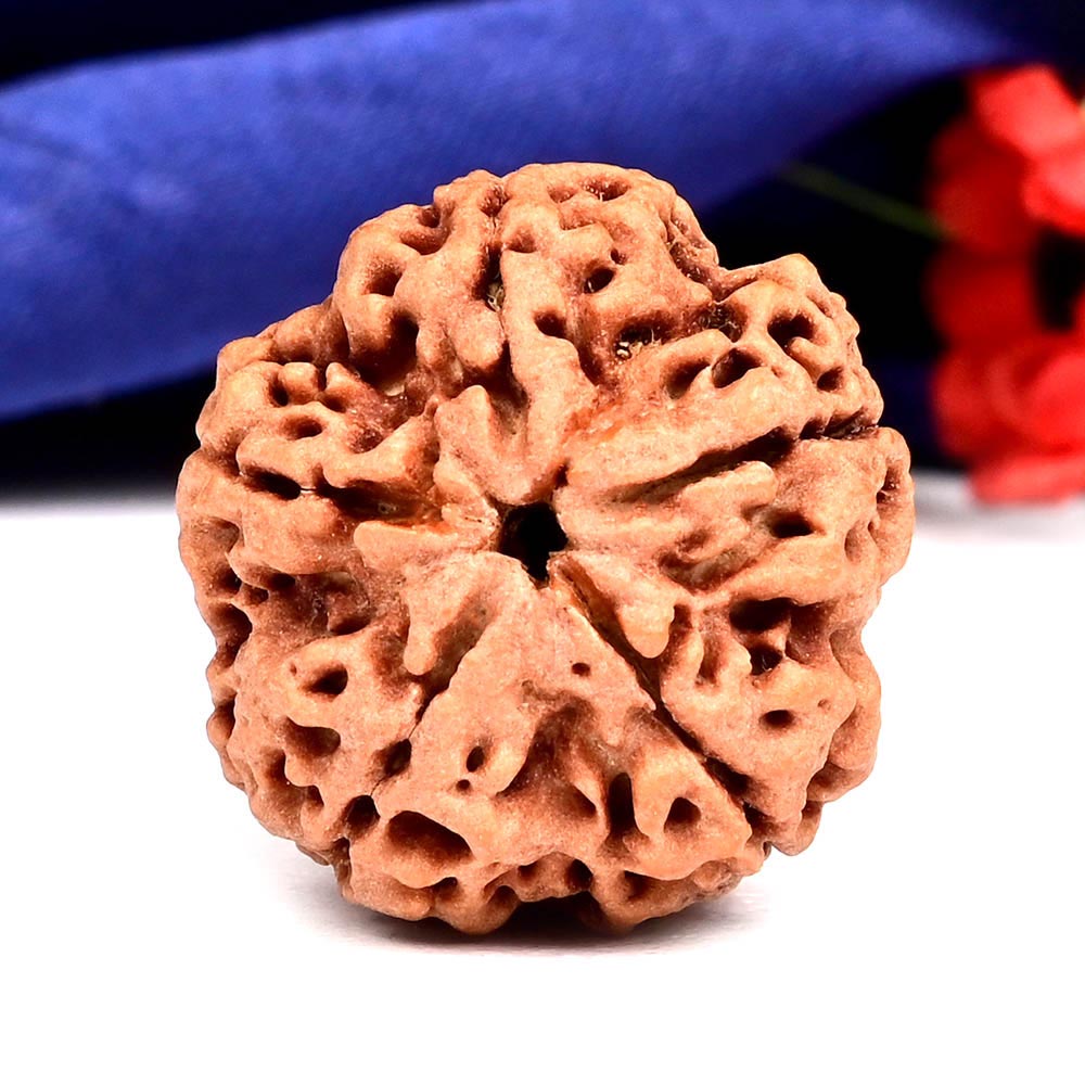 Super Collector 5 Mukhi from Nepal - DL