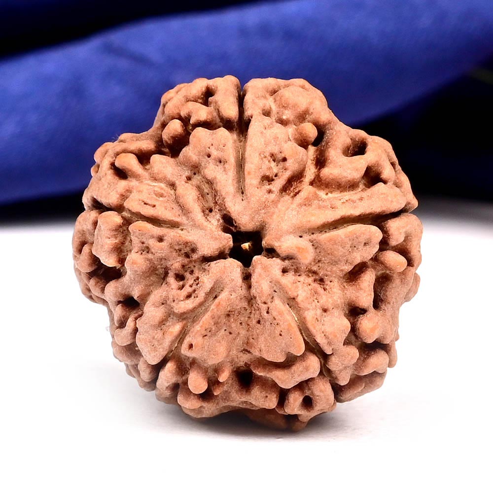 Super Collector 5 Mukhi from Nepal - DLI