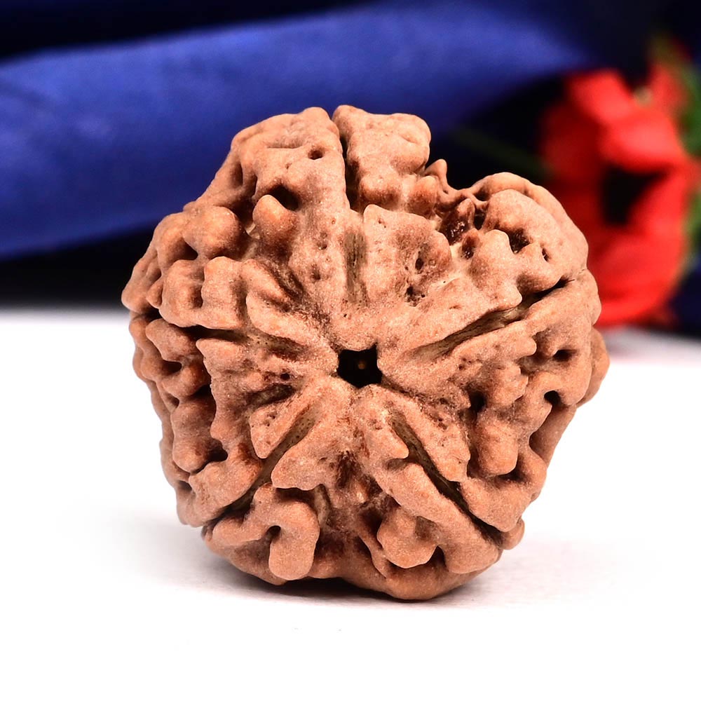 Super Collector 5 Mukhi from Nepal - DLII