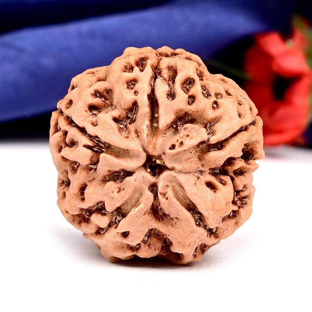 Super Collector 5 Mukhi from Nepal - DLIII