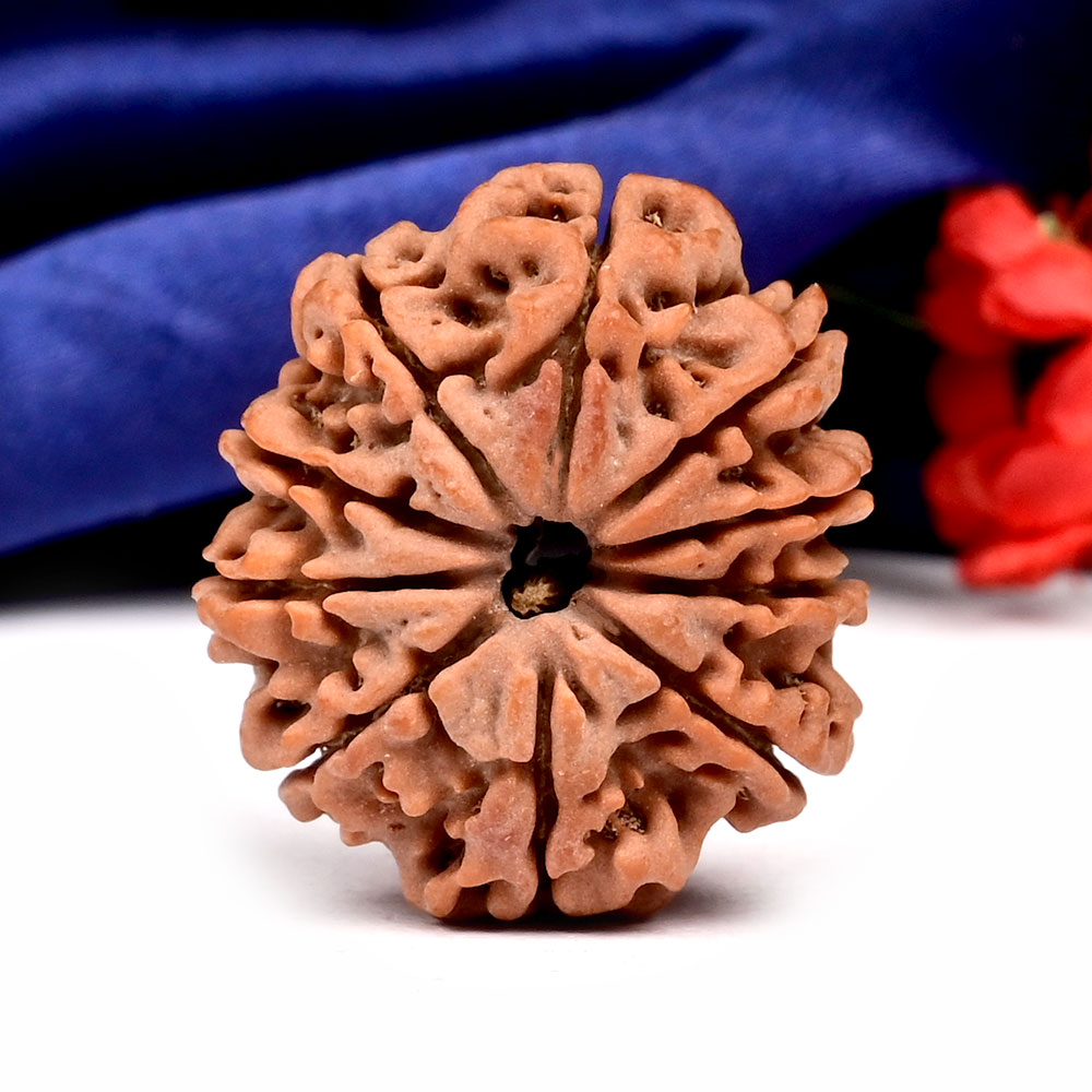 Collector 10 Mukhi from Nepal - LXXVII