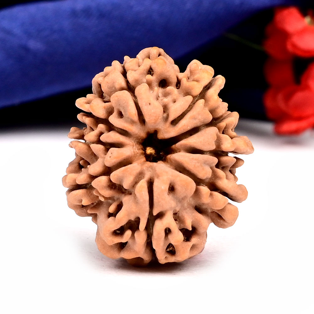 9 Mukhi from Nepal - DLXIII