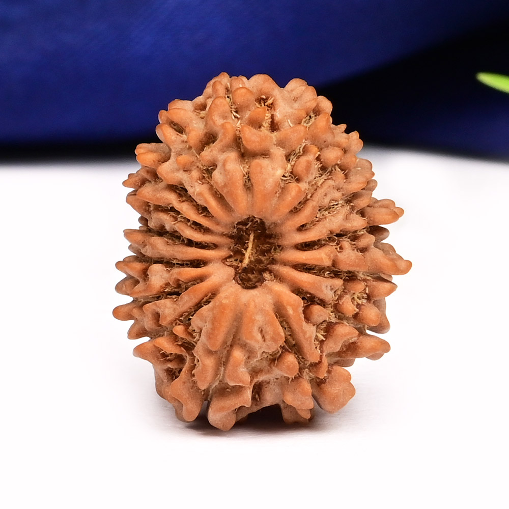 16 Mukhi from Nepal Small - XVII