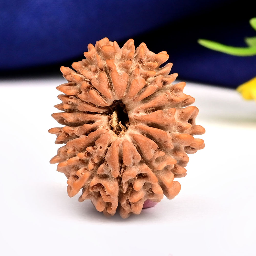 16 Mukhi from Nepal Small - XVIII