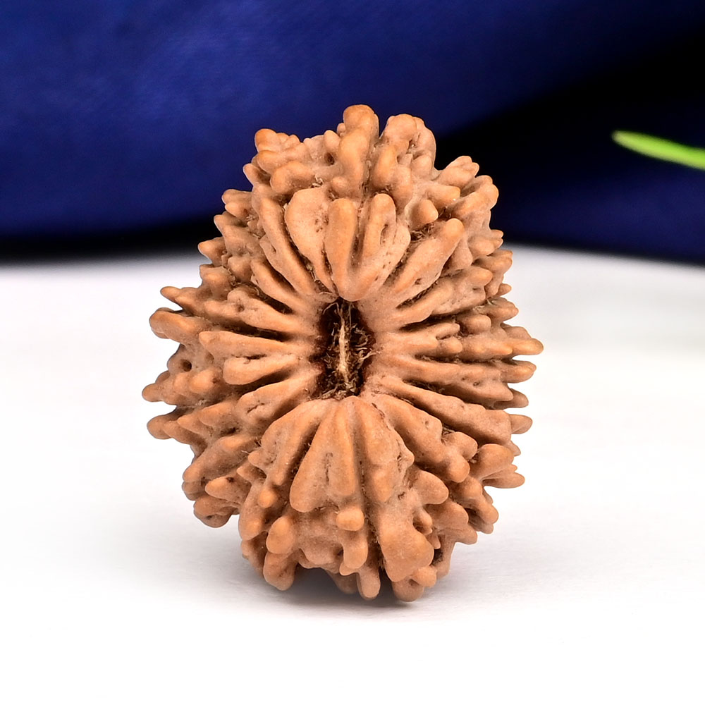 16 Mukhi from Nepal Small - XX