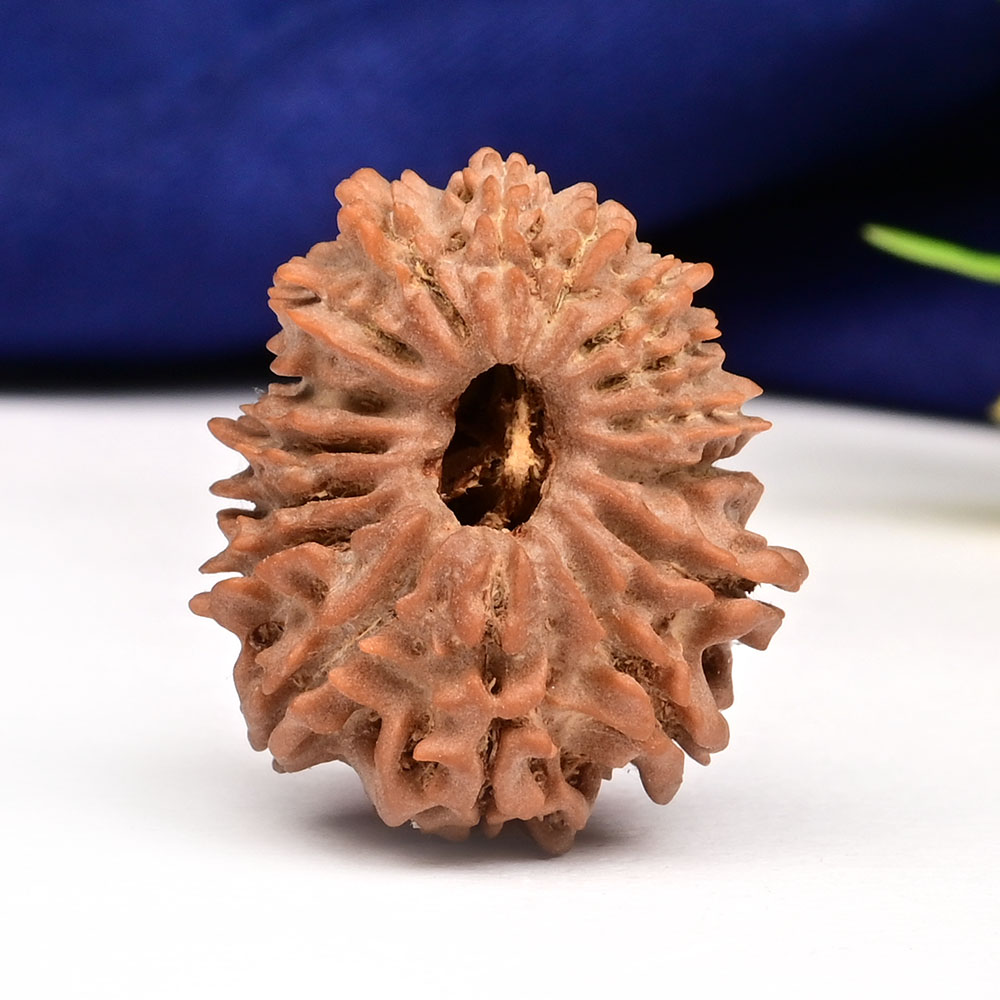 16 Mukhi from Nepal Small - XXI