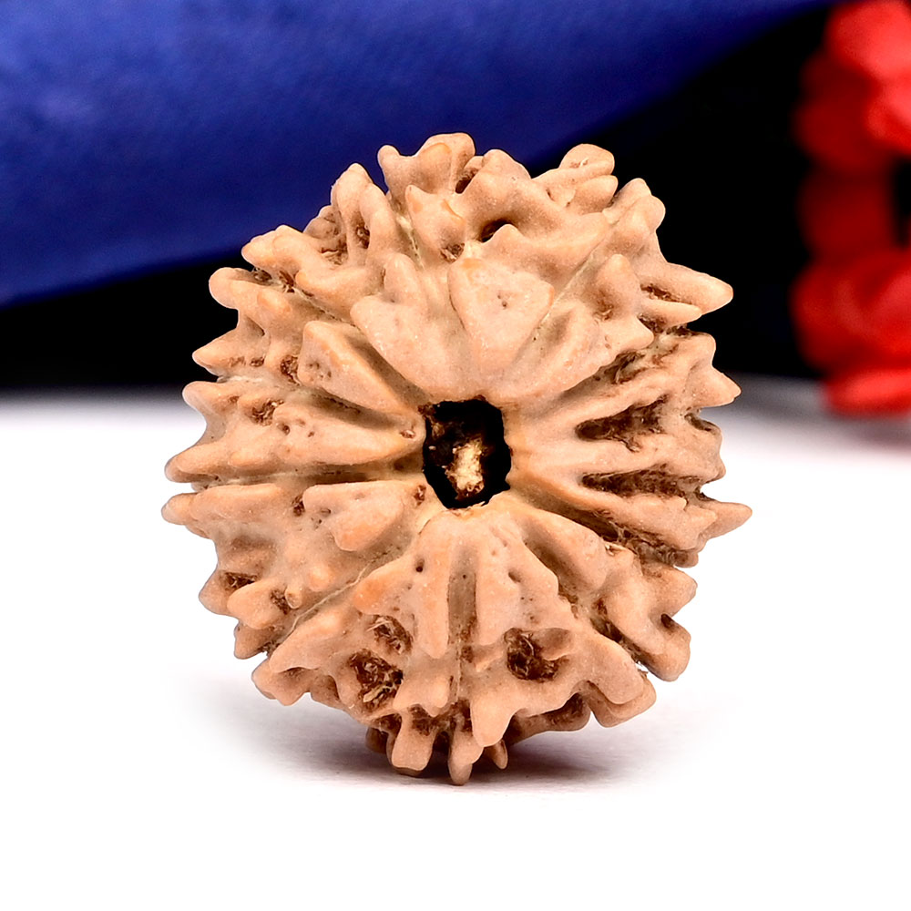 12 Mukhi from Nepal Small - CCCLXXIII