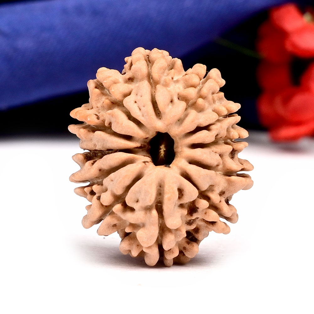 12 Mukhi from Nepal Small - CCCLXXV