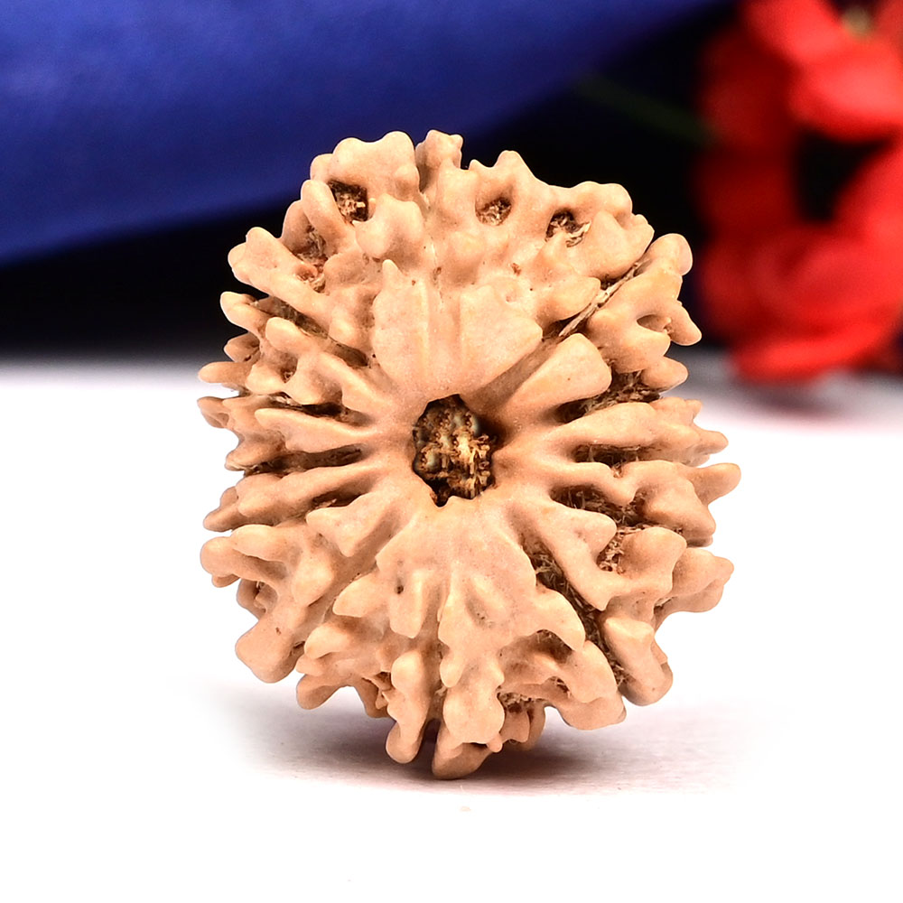12 Mukhi from Nepal Small - CCCLXXVI