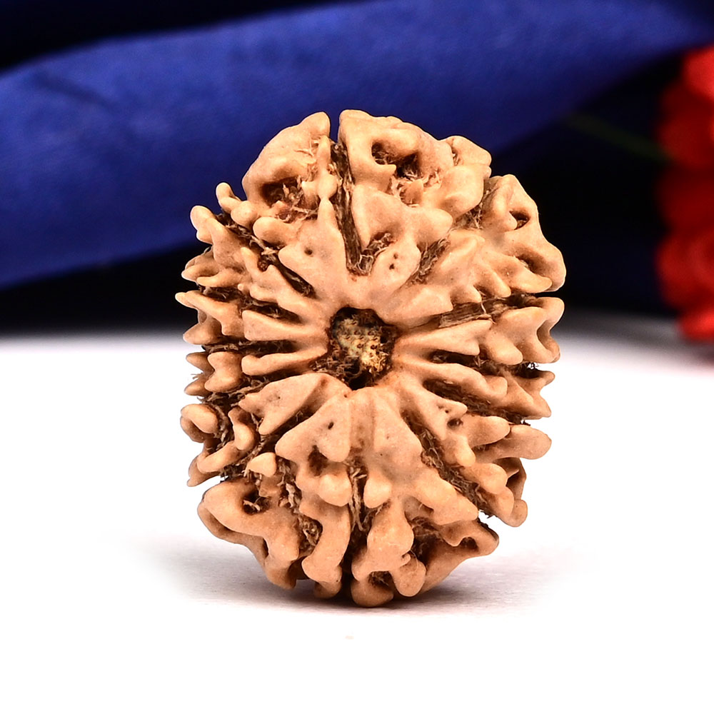 12 Mukhi from Nepal Small - CCCLXXXII