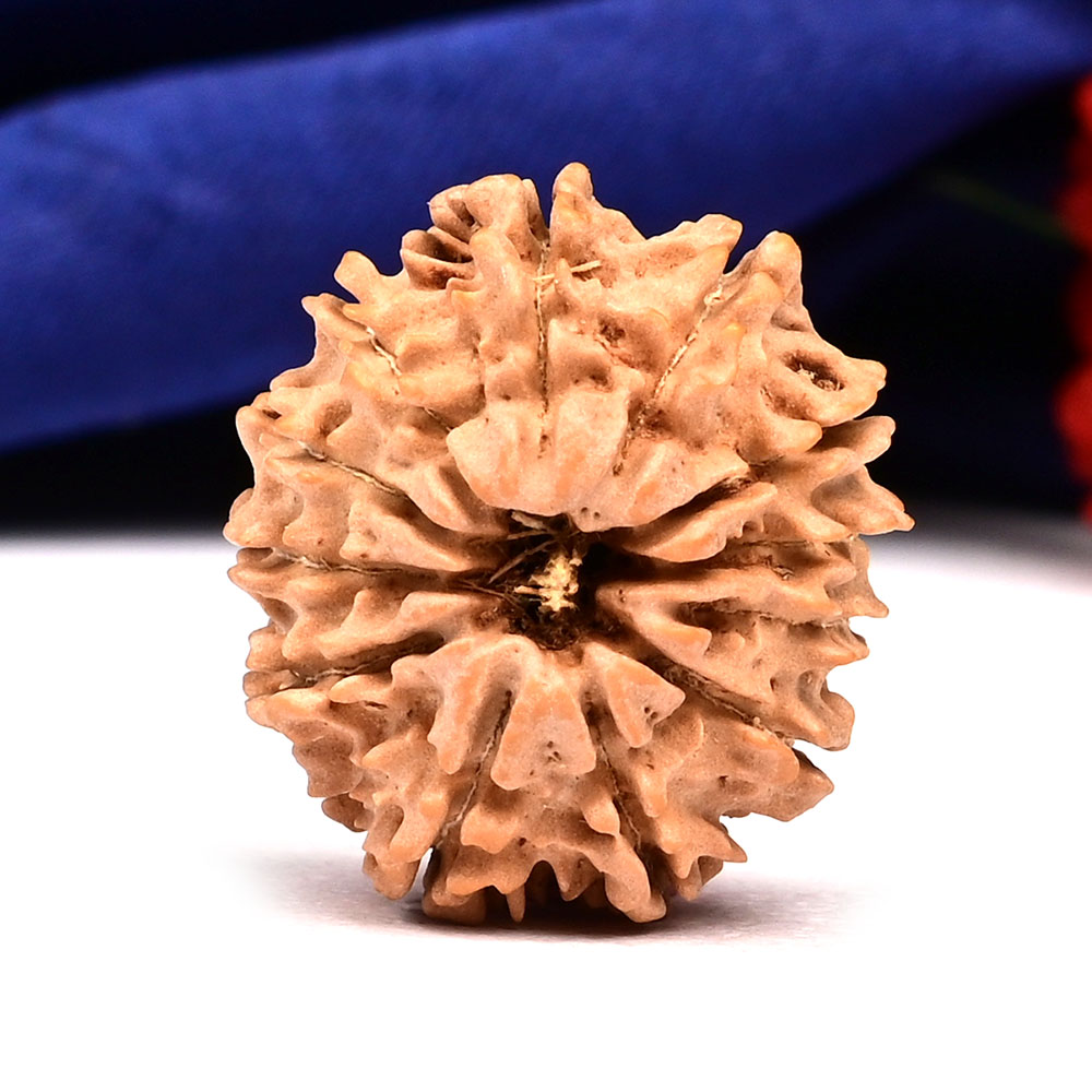 12 Mukhi from Nepal Small - CCCLXXXIII