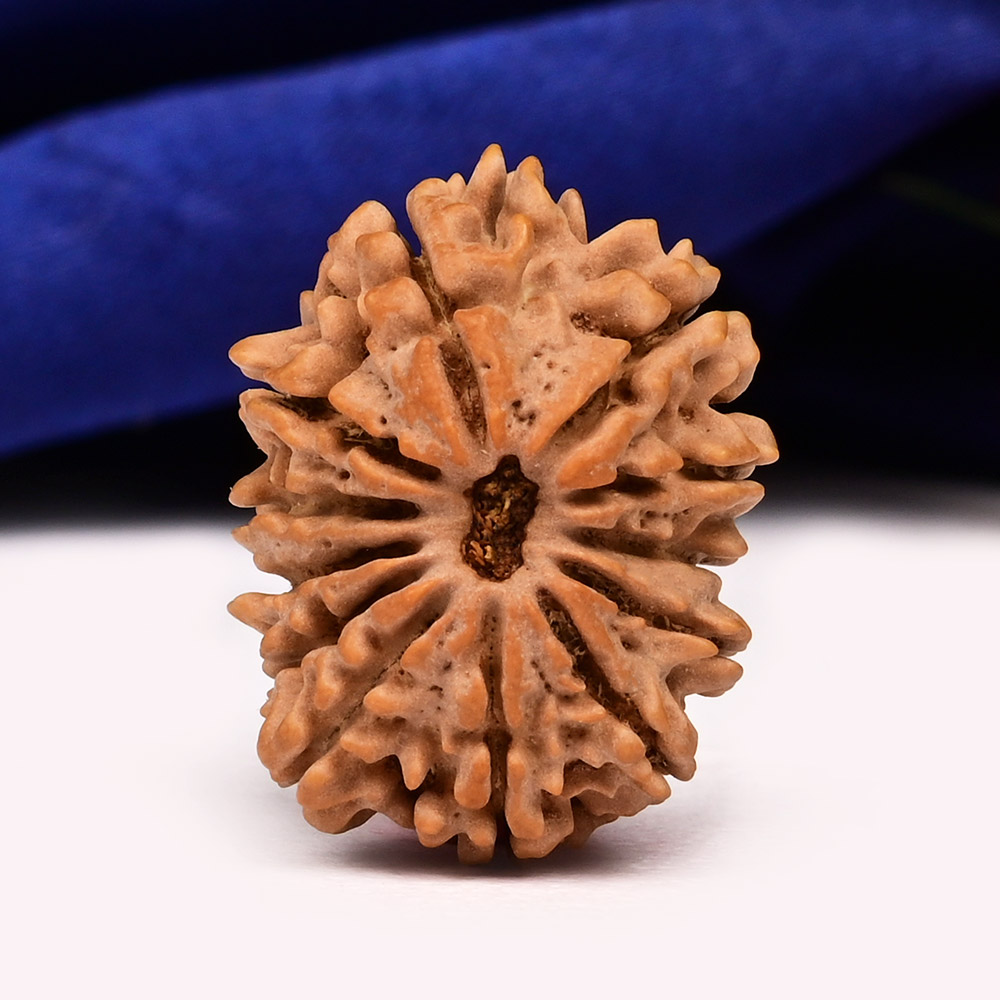 12 Mukhi from Nepal Small - CCCLXXXVIII