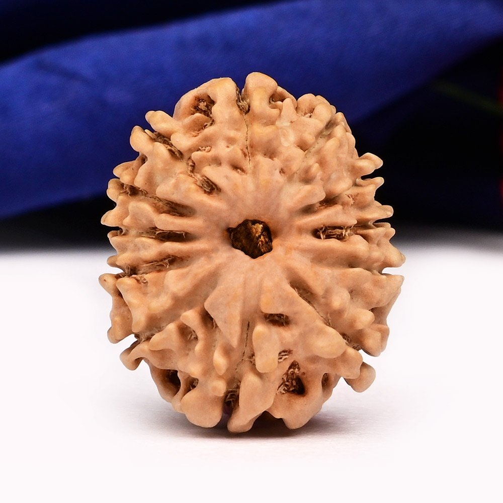 12 Mukhi from Nepal Small - CCCLXXXIX