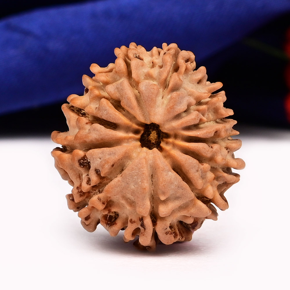 12 Mukhi from Nepal Small - CCCXC