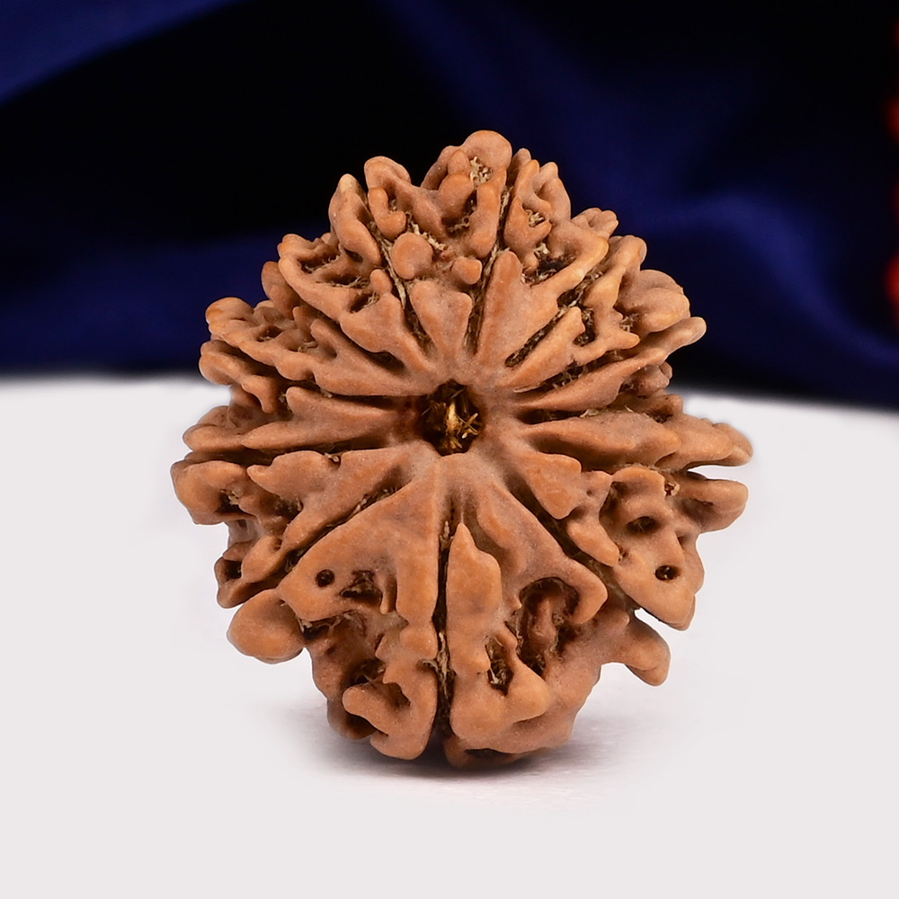 12 Mukhi from Nepal - CXXXVIII