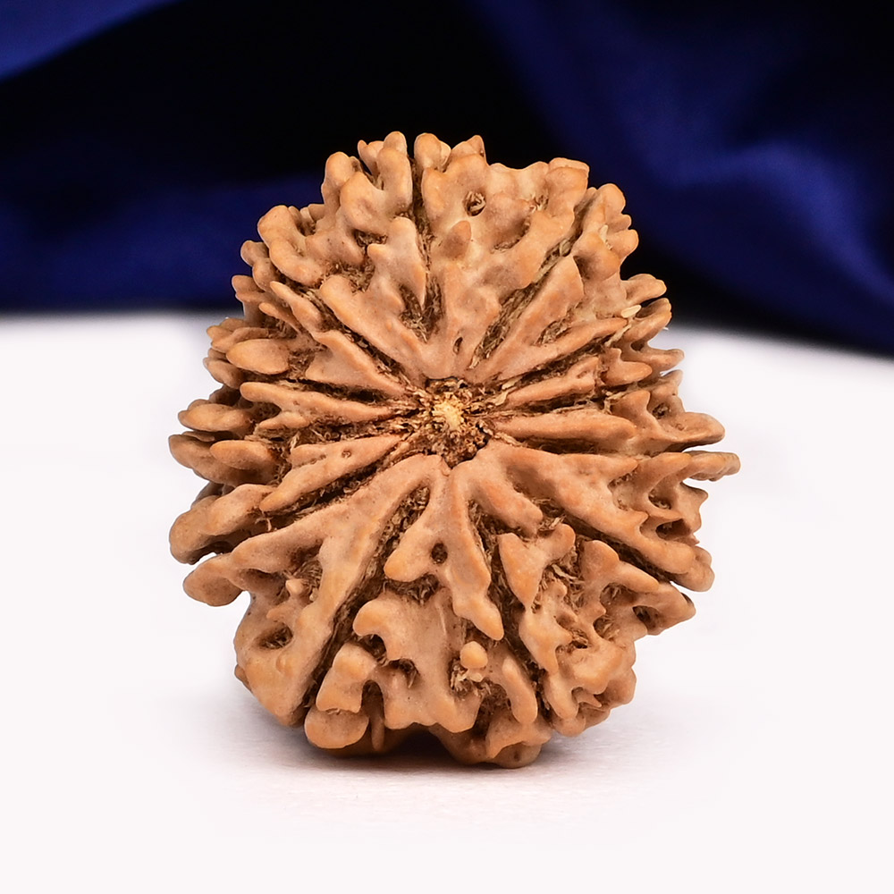 12 Mukhi from Nepal - CXL