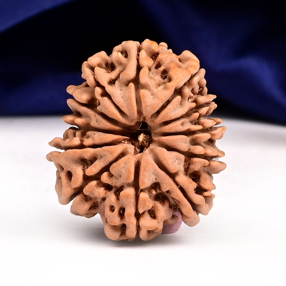 12 Mukhi from Nepal - CXLII