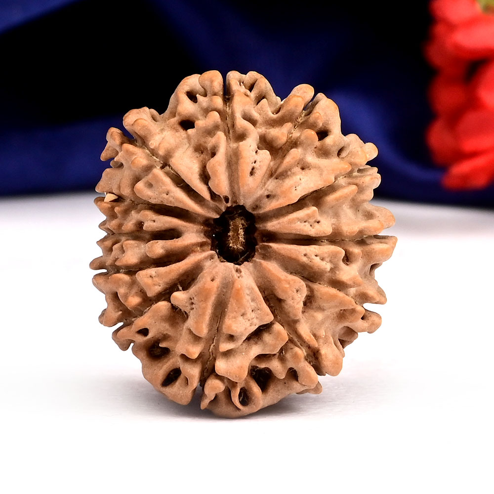 12 Mukhi from Nepal - CXLIII