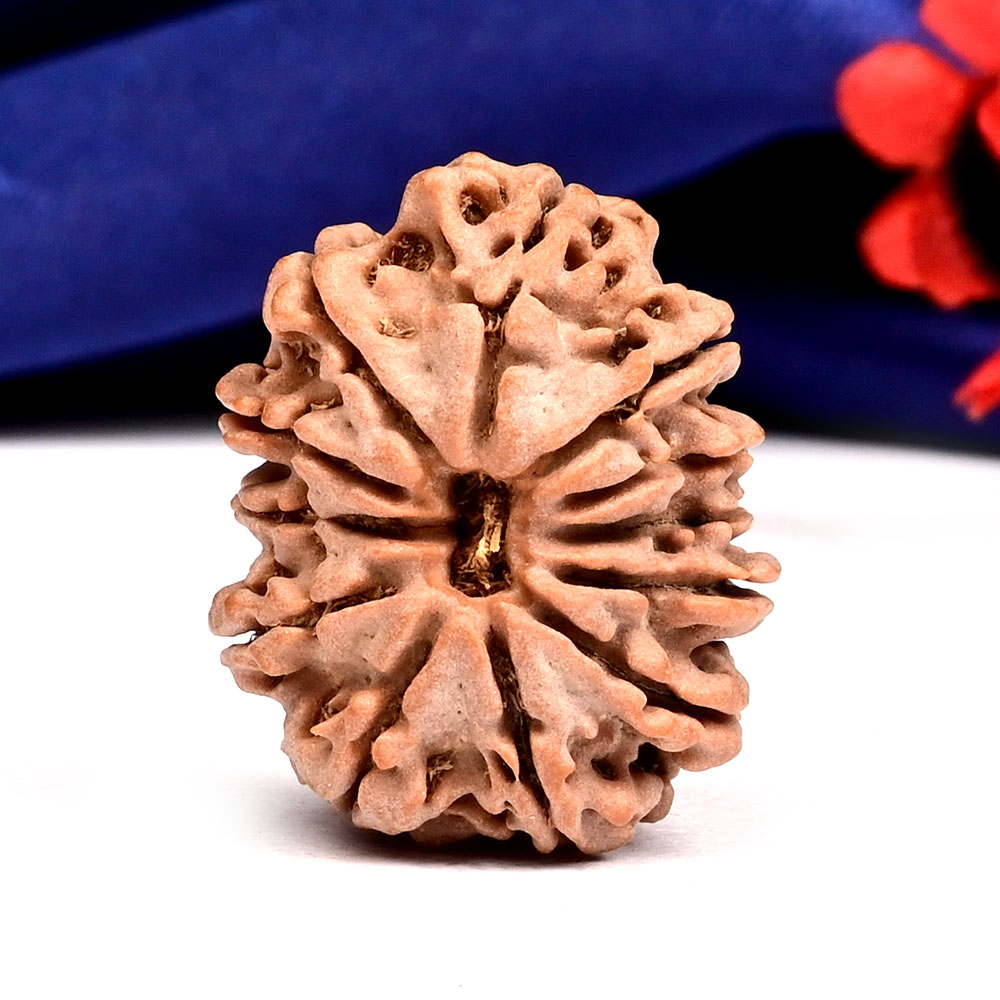 12 Mukhi from Nepal - CXLV