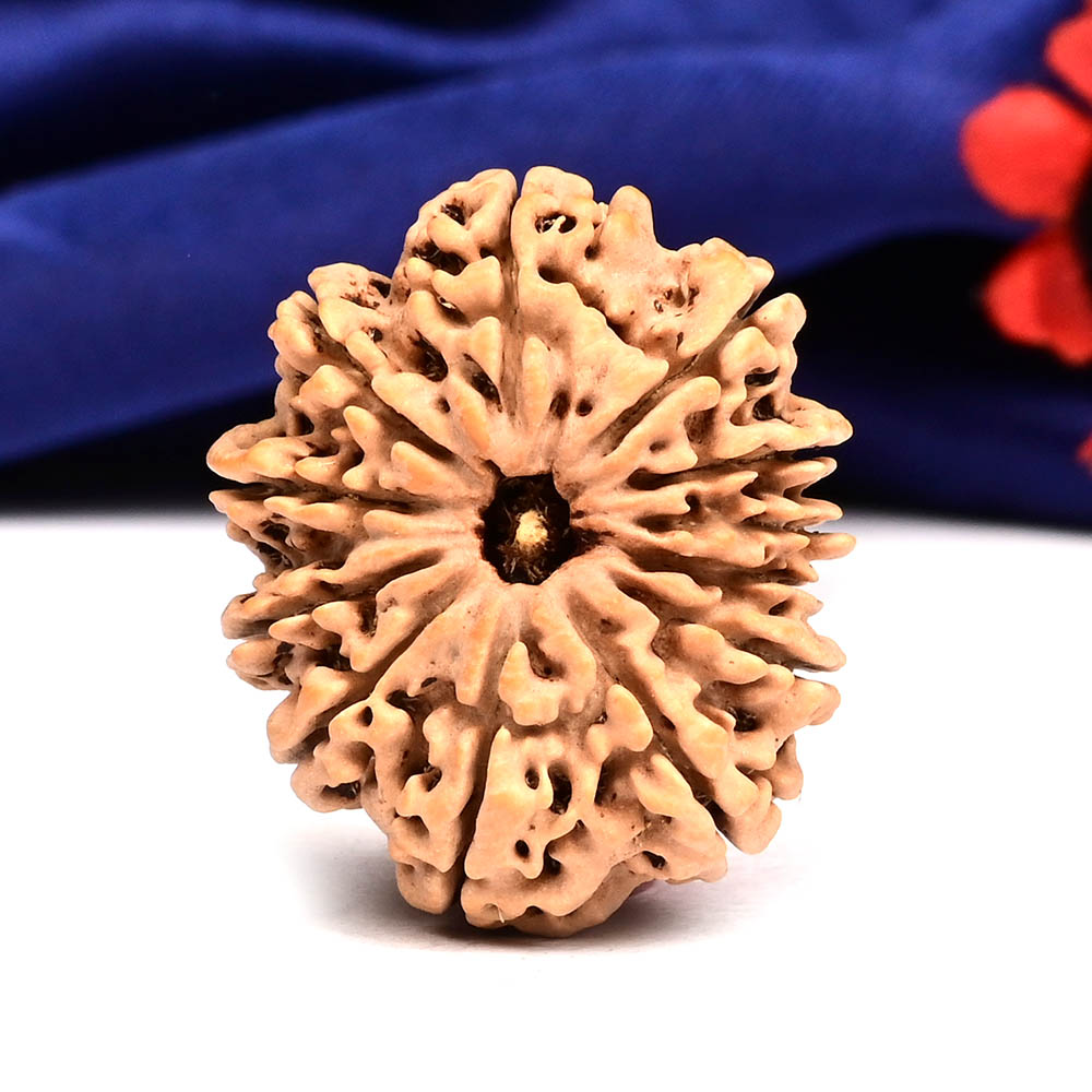 12 Mukhi from Nepal Large - CXXVII