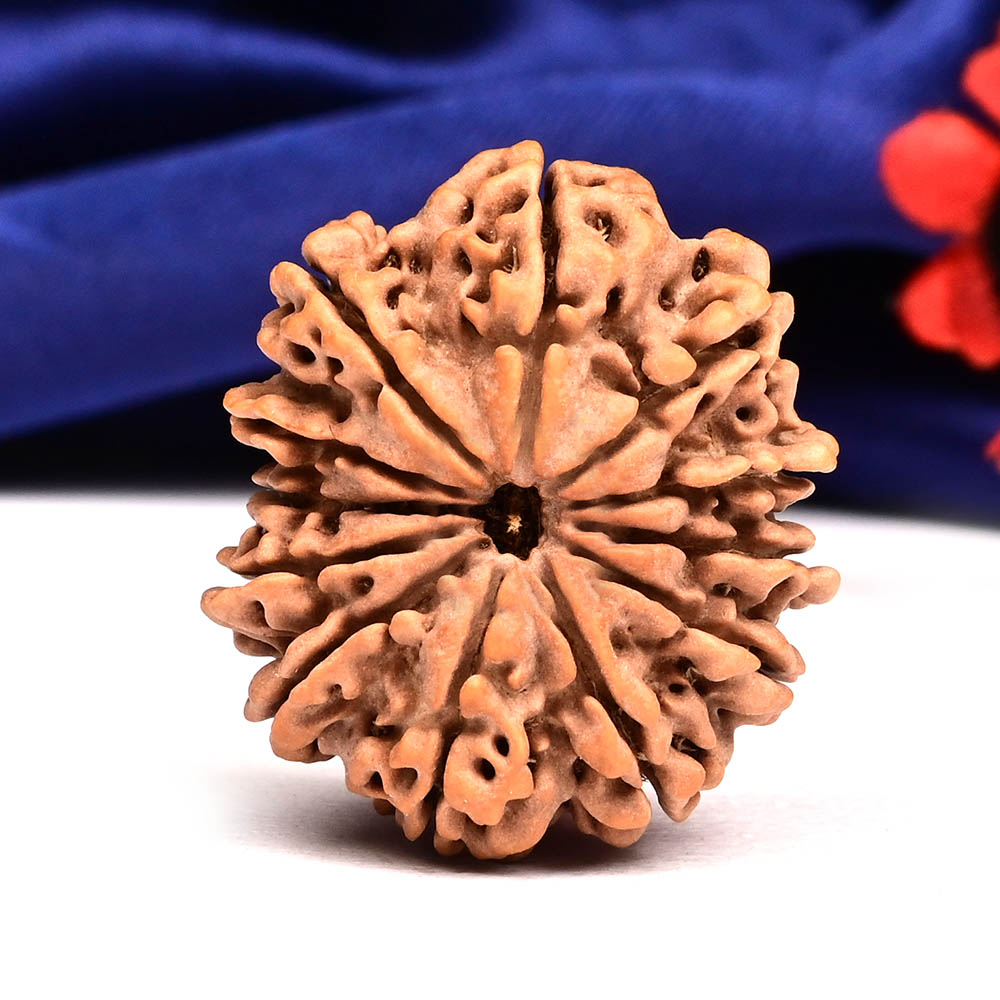 12 Mukhi from Nepal Large - CXXVIII