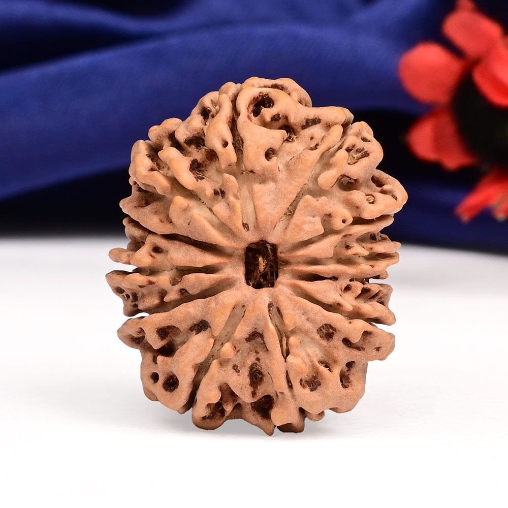 12 Mukhi from Nepal Large - CXX