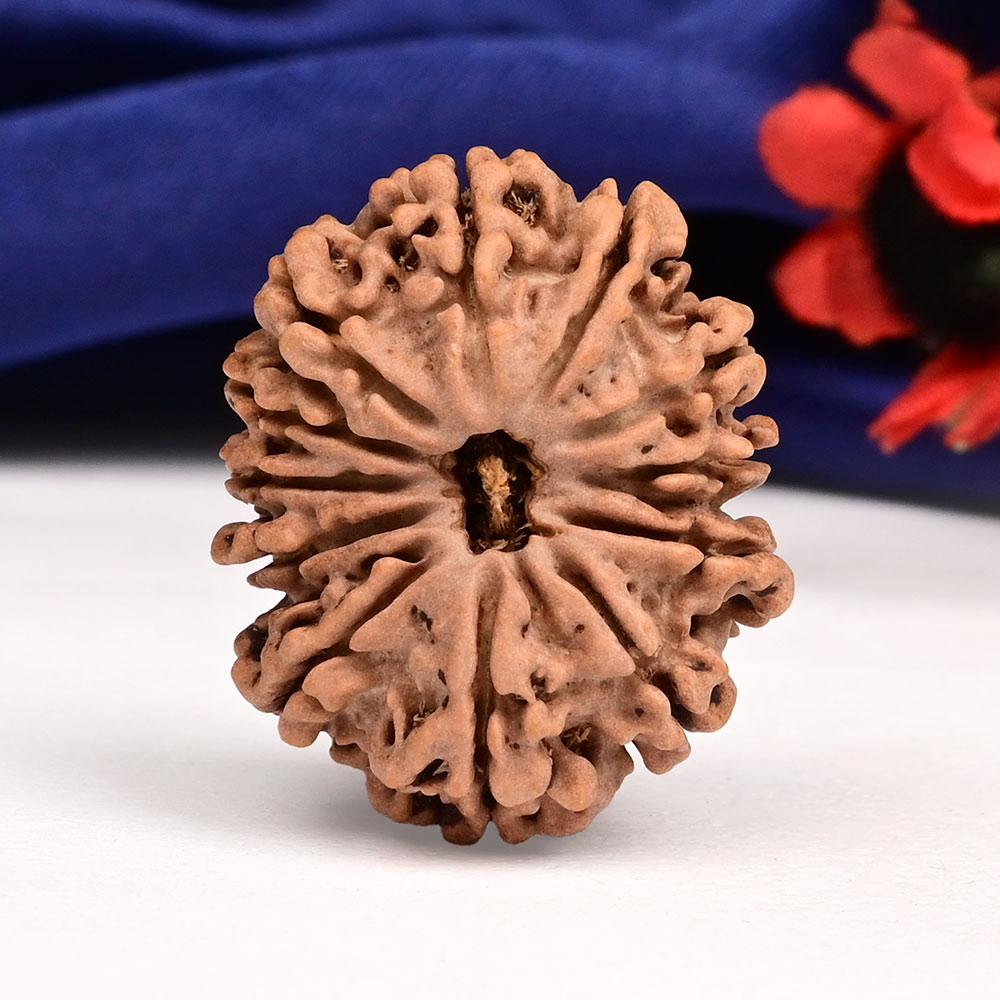 12 Mukhi from Nepal Large - CXXI