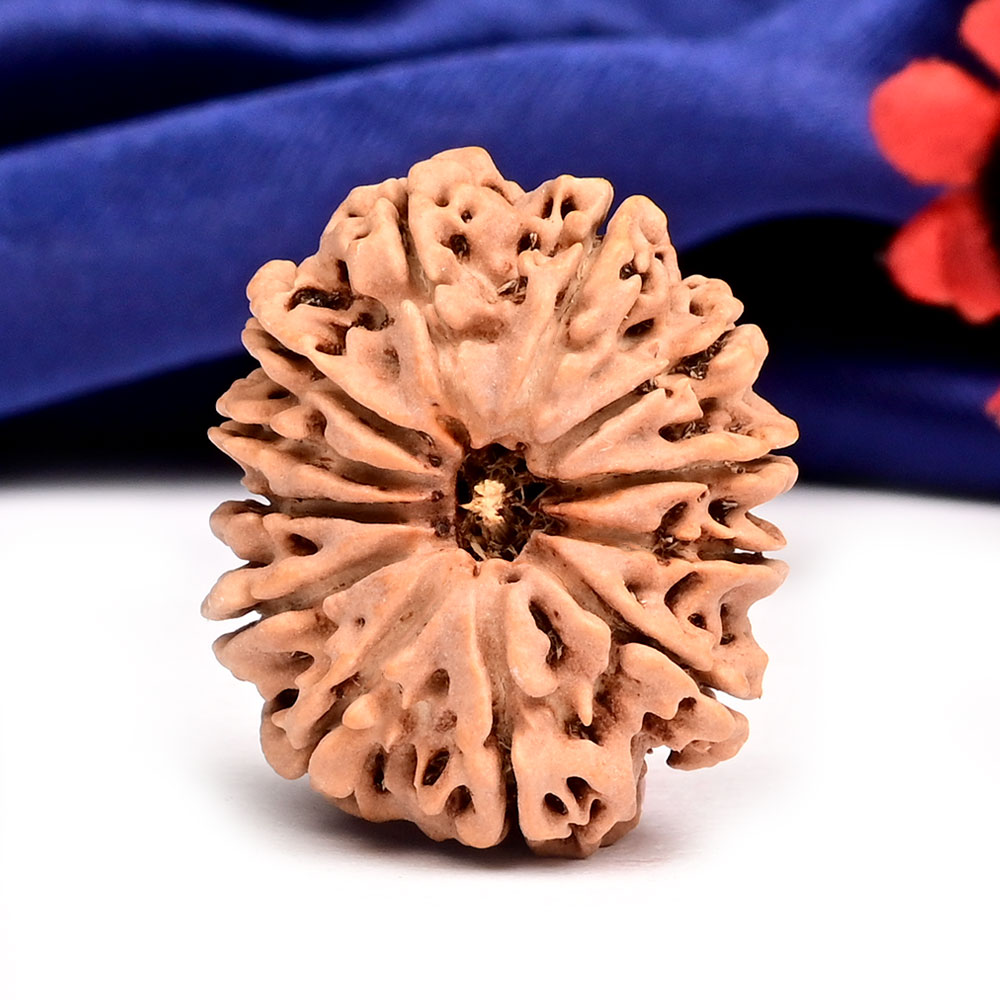 12 Mukhi from Nepal Large - CXXII