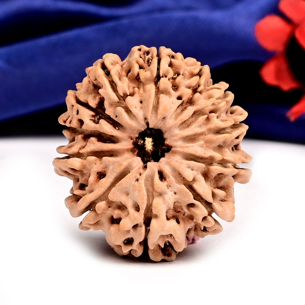 12 Mukhi from Nepal Large - CXXIII