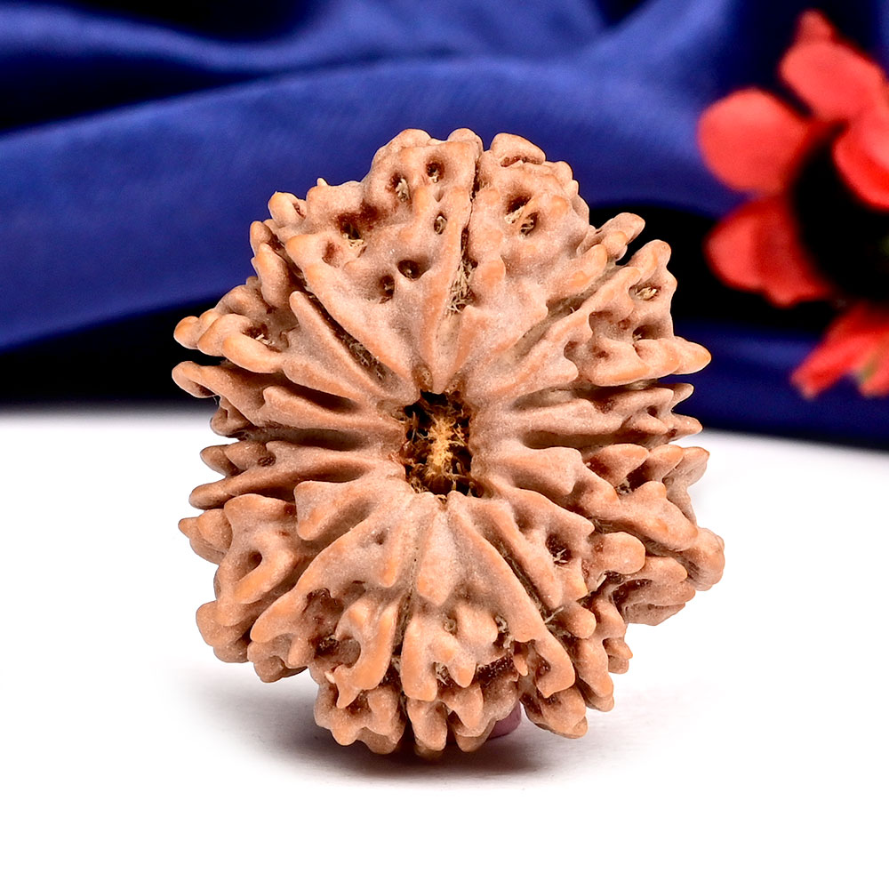 12 Mukhi from Nepal Large - CXXIV