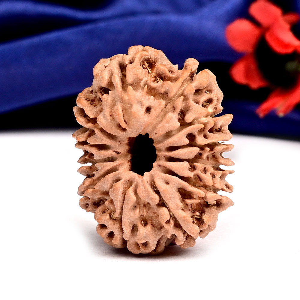 12 Mukhi from Nepal Large - CXXV