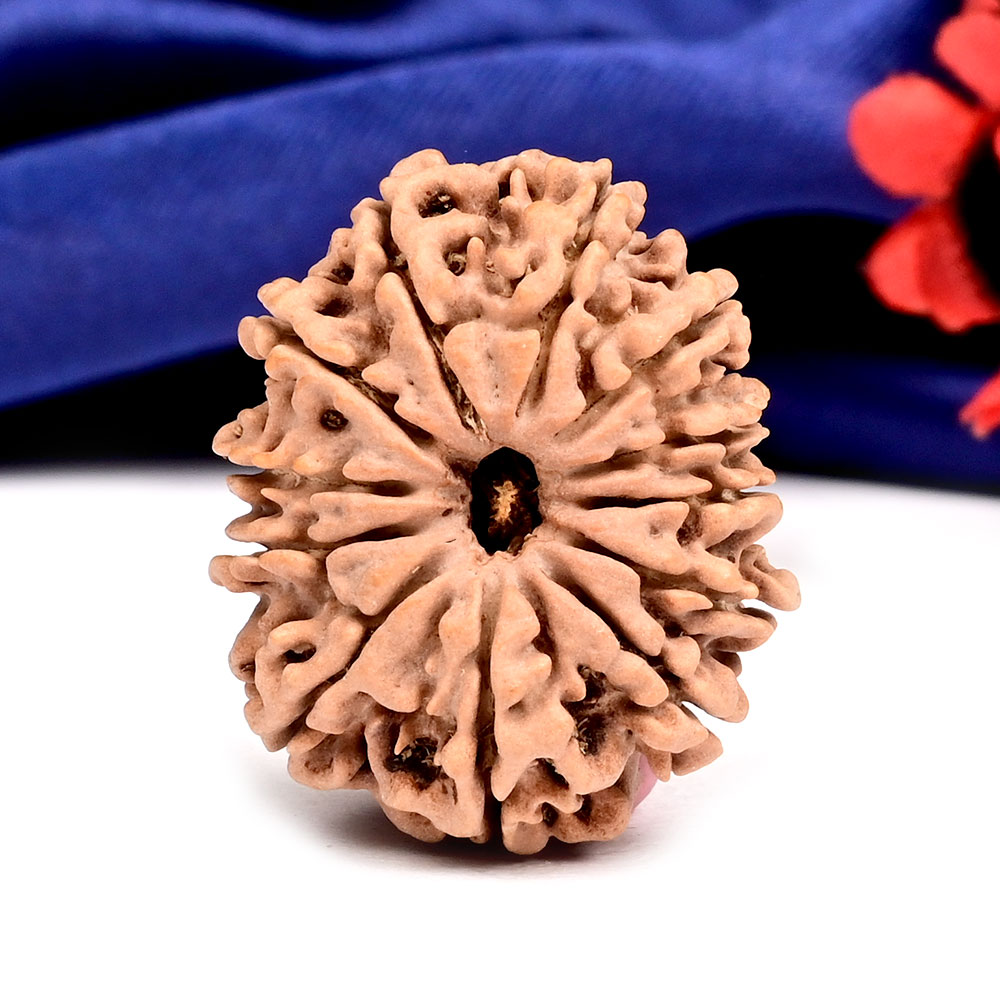 12 Mukhi from Nepal Large - CXXVI