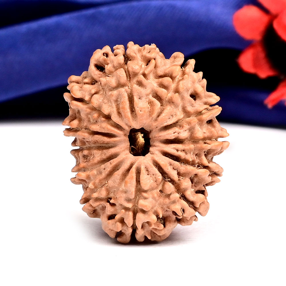 12 Mukhi from Nepal Large - CX