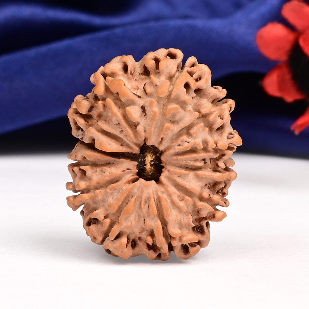12 Mukhi from Nepal Large - CXI