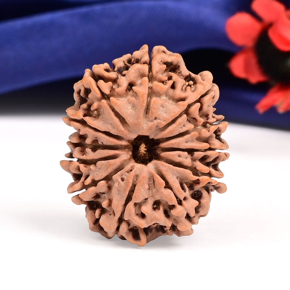 12 Mukhi from Nepal Large - CXII