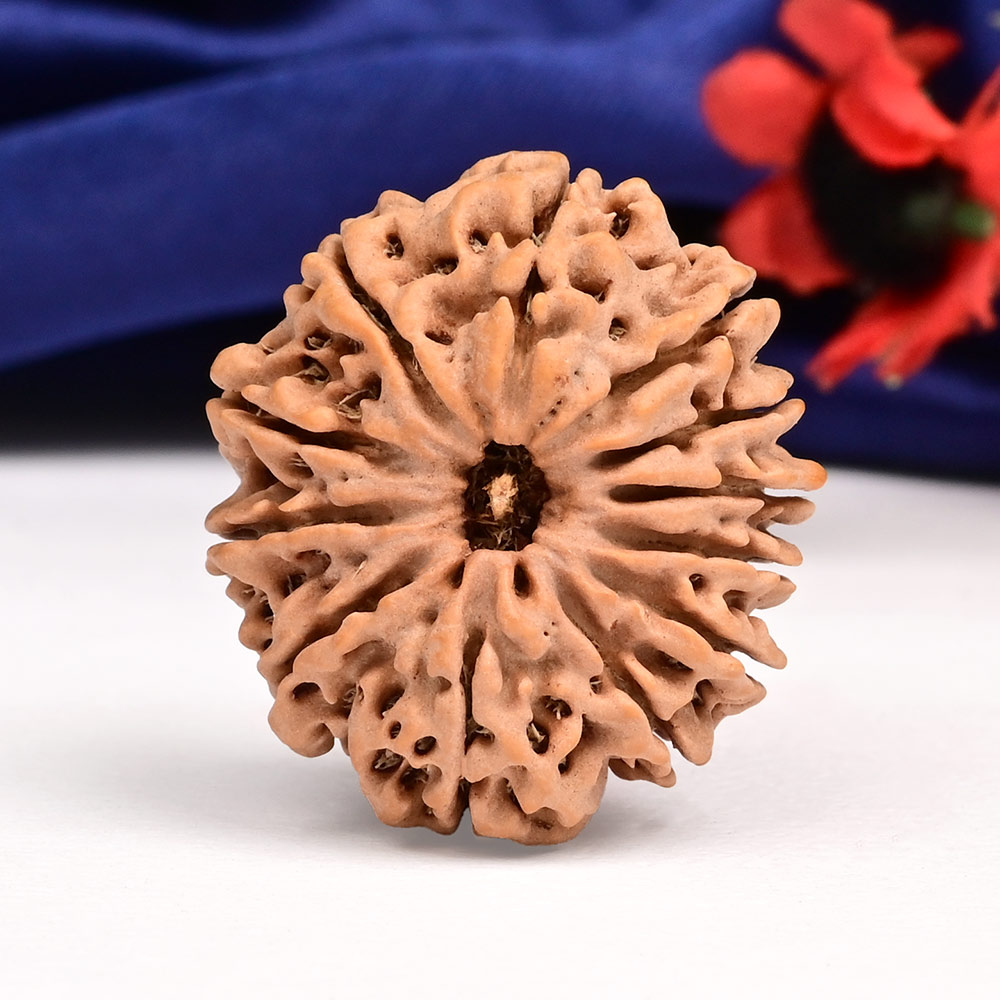 12 Mukhi from Nepal Large - CXIII