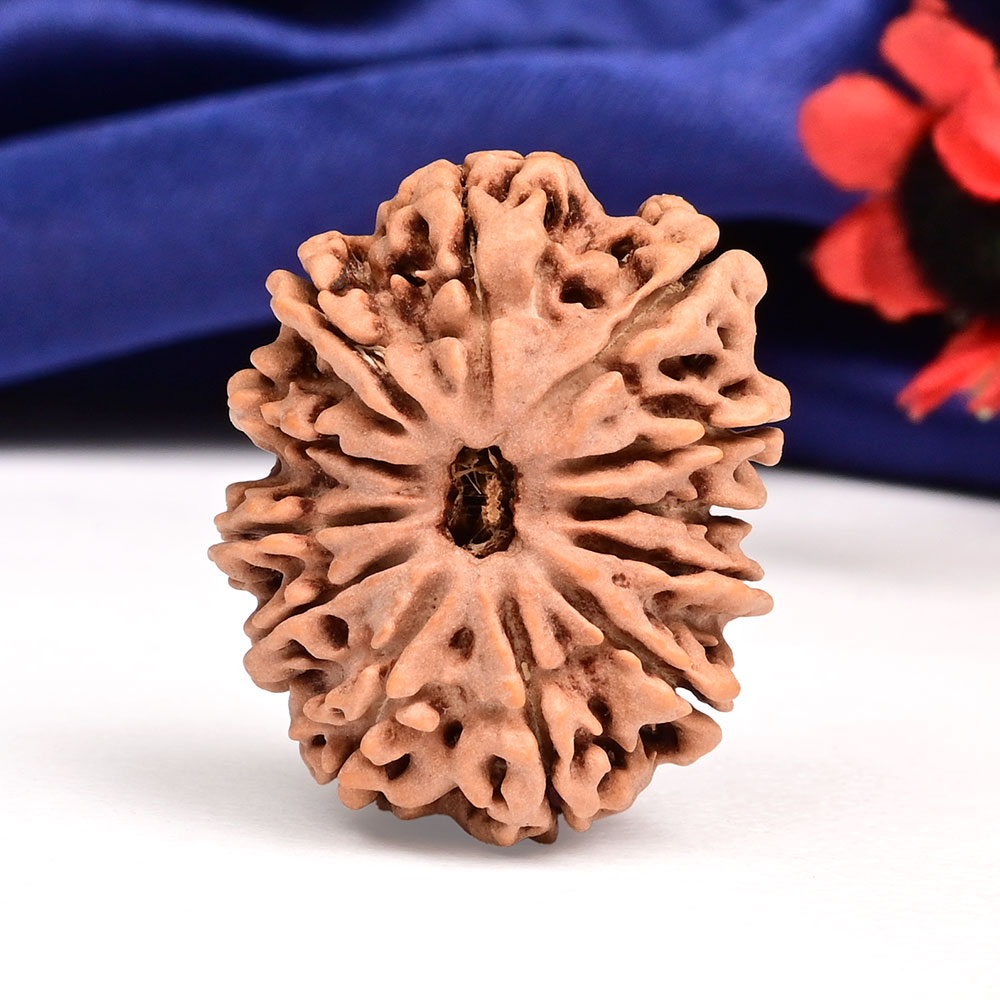 12 Mukhi from Nepal Large - CXIV