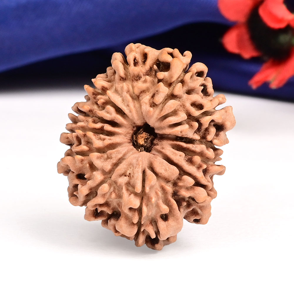 12 Mukhi from Nepal Large - CXV