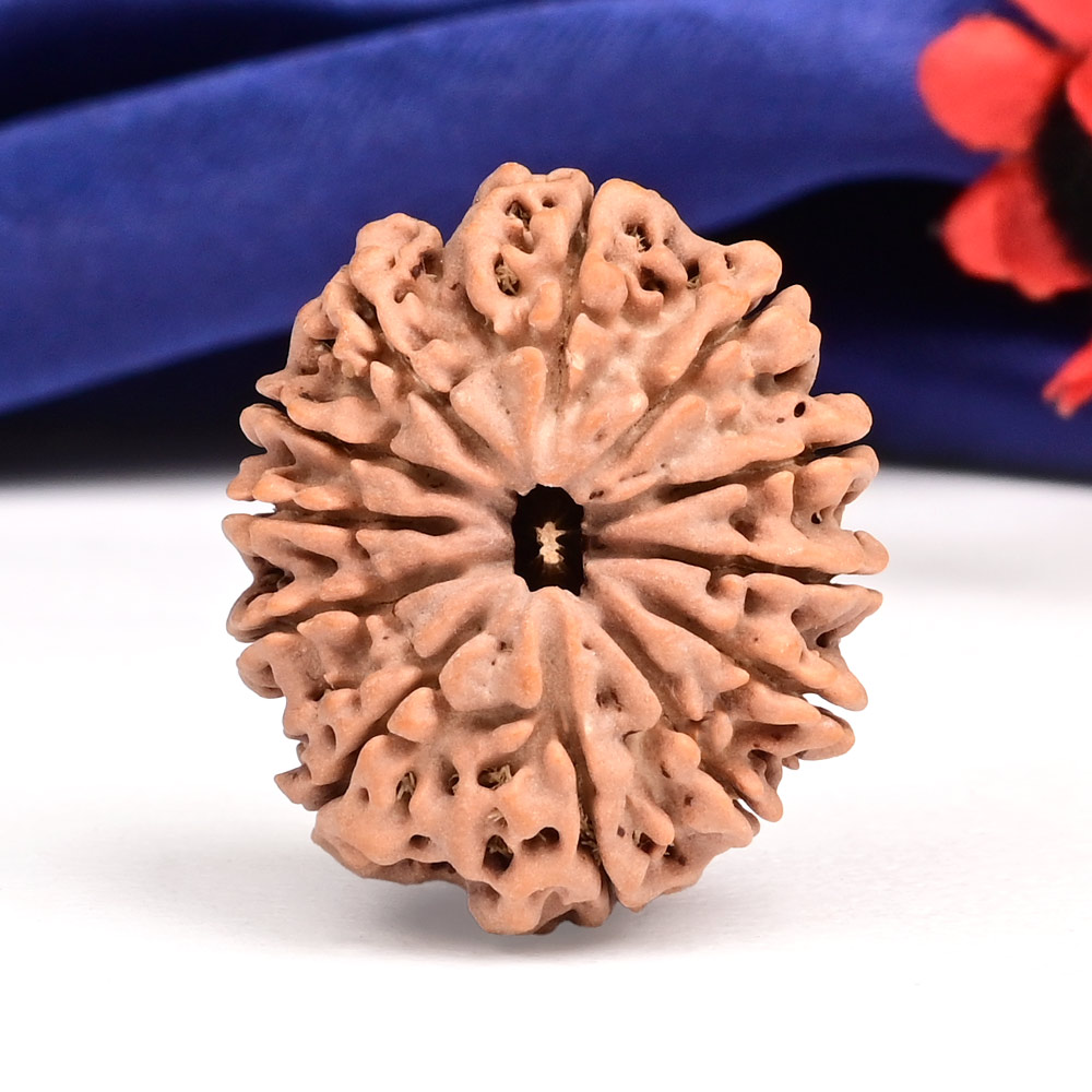 12 Mukhi from Nepal Large - CXVI